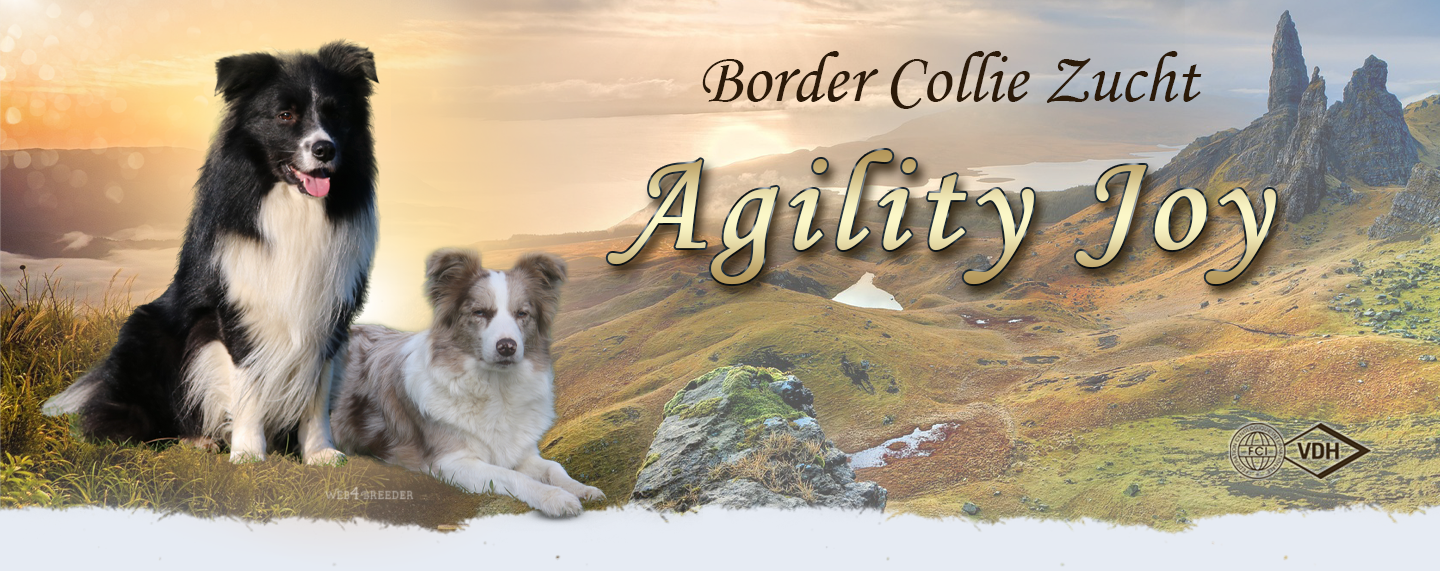 Border Collie Züchter in Niedersachsen