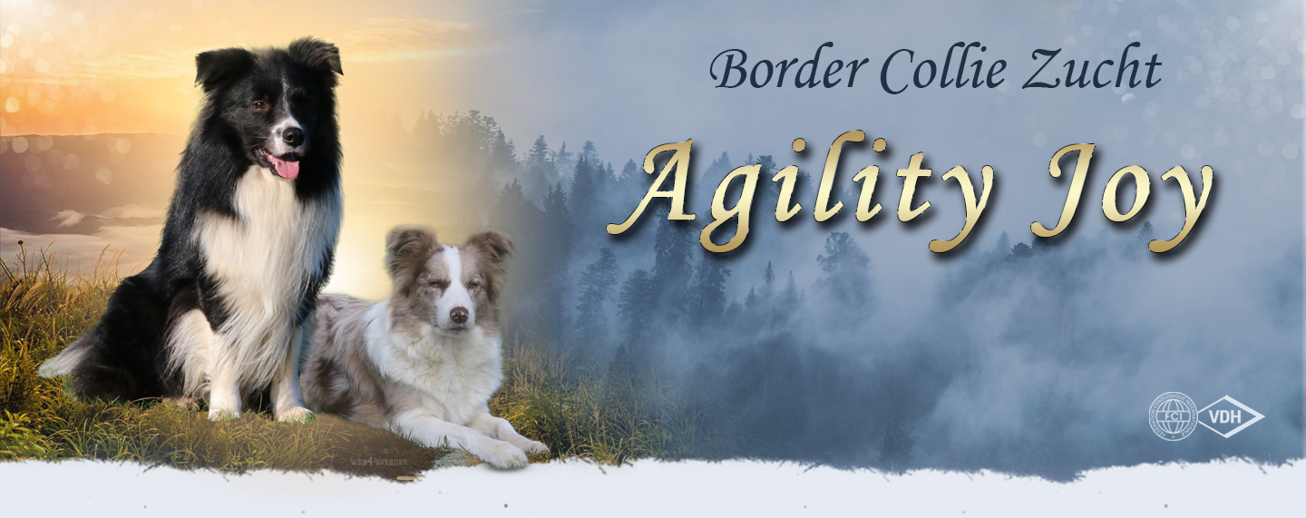 Border Collie Züchter in Niedersachsen